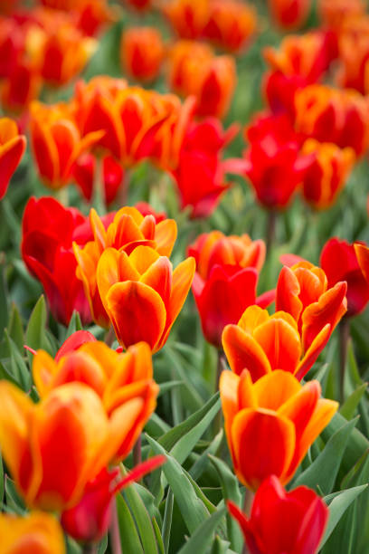 istock Red Tulips flowerbed 1368840038