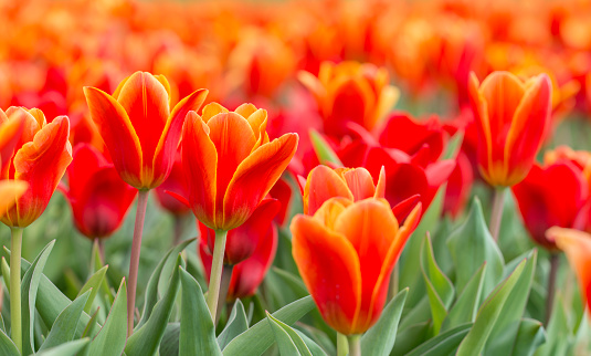 Red Tulips panorama. Springtime in Gothenburg Botanical garden.