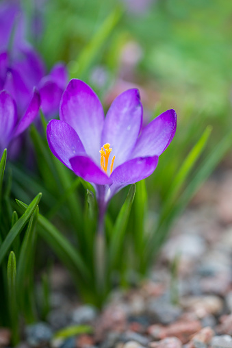 Violet Crocus in early spring. Crocus Iridaceae. Iris Family. Purple crocuses field flowers. Early Spring time background. Magic blooming spring flower. Springtime background banner. Valentine's day