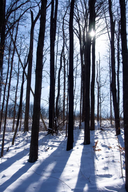 Tall, bare trees in snowy forest, sunlight peeking through, casting shadows on the snow. Random footsteps, twigs and leaves in the bright snow. Blue sky behind.  Cuyahoga Valley National Park, Ohio.
