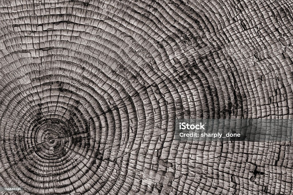 XXL anneaux de gros plan - Photo de Anneau de croissance d'un arbre libre de droits