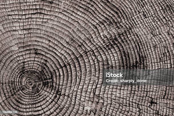 Photo libre de droit de Xxl Anneaux De Gros Plan banque d'images et plus d'images libres de droit de Anneau de croissance d'un arbre - Anneau de croissance d'un arbre, Effet de texture, Texture