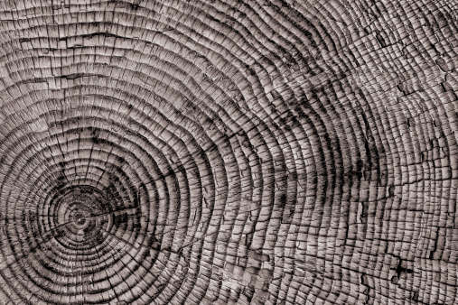 Cross-section of a cedar wood showing concentric growth rings and radial crack. Tree anatomy. Wood grain. Abstract background