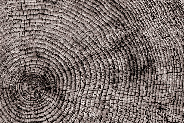 XXL tree rings close-up tree rings in close-up (XXL) bumpy photos stock pictures, royalty-free photos & images