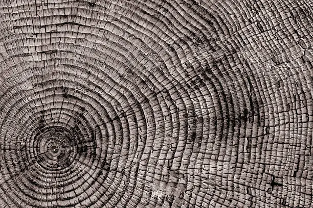Photo of XXL tree rings close-up