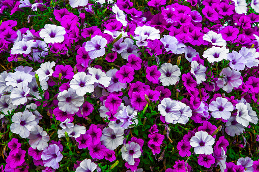 Sweet petunias flowers in full bloom growing in garden captivating color.