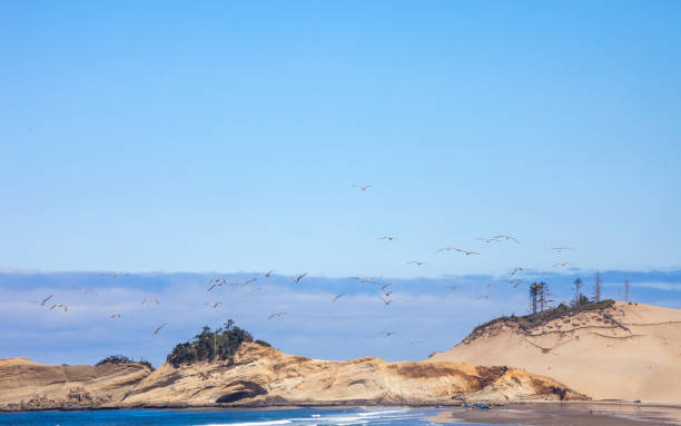Sand dunes, Pacific City, Oregon coast, USA