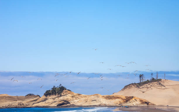 wybrzeże oregonu, pacific city - cape kiwanda state park zdjęcia i obrazy z banku zdjęć