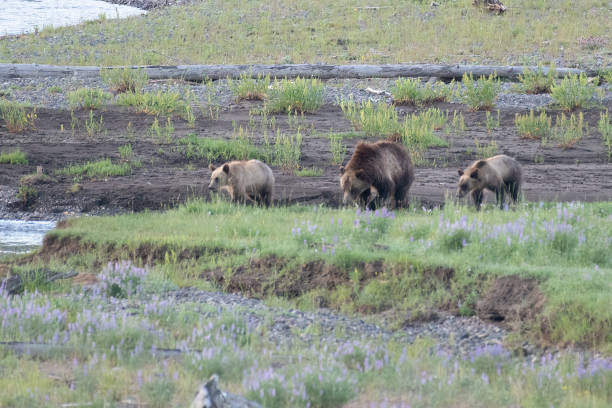 istock Grizzly bear and cubs together beside river 1368845469