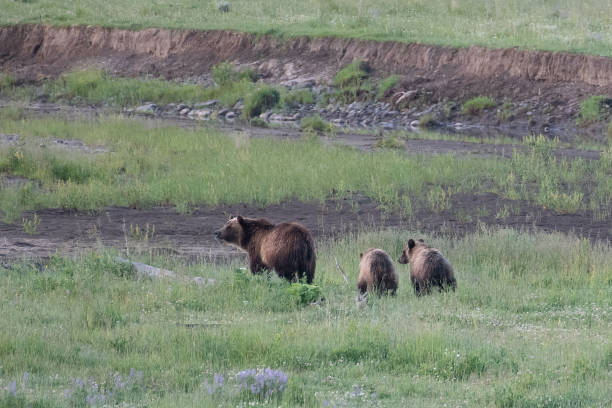 istock Grizzly bear and cubs together 1368845477