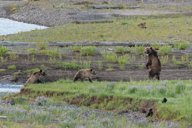 Standing Grizzly bear and cubs