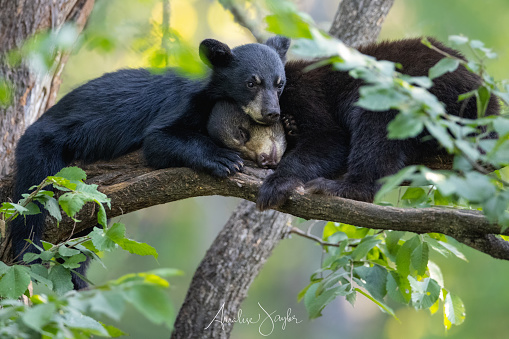 Two wild American Black Bear cub siblings sleeping on a limb of a tree in the forest.