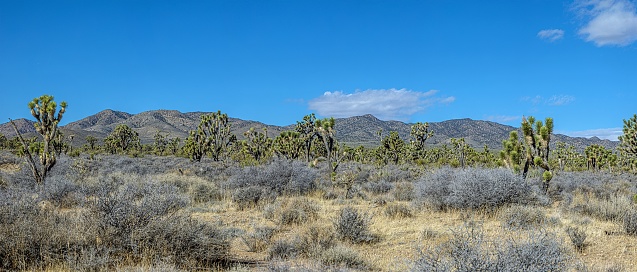 Desert landscape, Teddy bear cholla (Cylindropuntia bigelovii), Cholla Cactus Garden. California