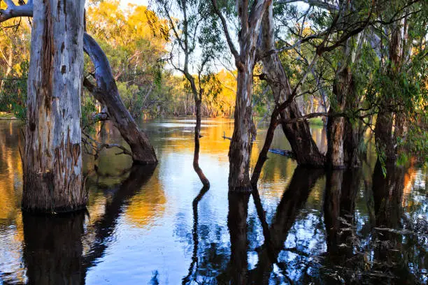 Photo of Murrumbidgee river thick side