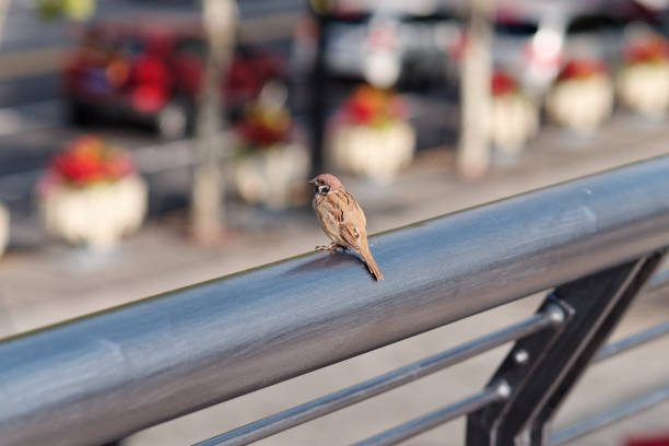 istock Close up of sparrow perched on a railing in city. 1368846456