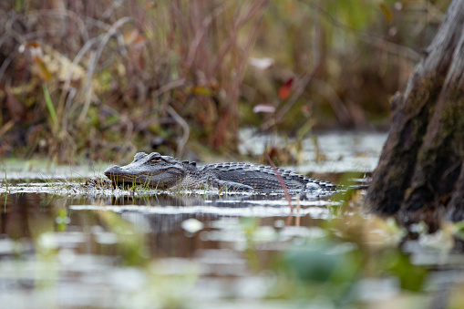 A young alligator rests on the top of the water in the Okefenokee Swamp in the Stephen C. Foster State Park in Georgia