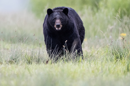 The American black bear (Ursus americanus), also known as the black bear, is a species of medium-sized bear endemic to North America. A widely distributed bear species. Kalispell, Montana.