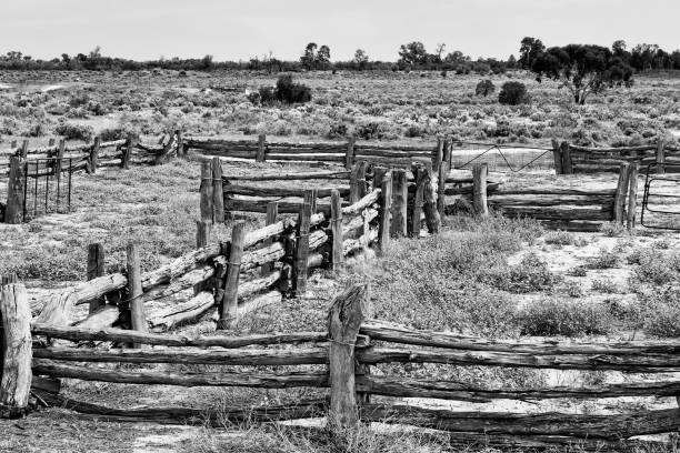 Mugno Yard Woods to plains BW Old aged sheep yard of Lake Mungo woolshed in dry arid plains of Australian outback. sheep shed stock pictures, royalty-free photos & images