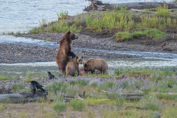 istock Standing Grizzly bear and cubs 1368849972