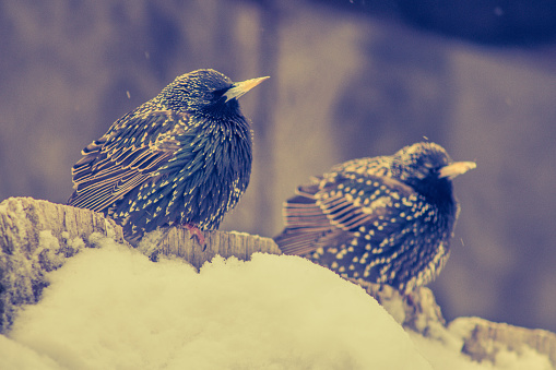 Two birds sitting on a snow covered fence