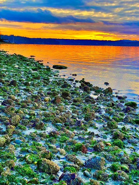 Bainbridge Island sunset A rocky beach on Bainbridge Island Washington at sunset bainbridge island stock pictures, royalty-free photos & images