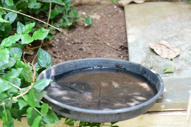 istock abandoned cup in a vase with stagnant water inside. close view. mosquitoes in potential breeding sites.proliferation of epidemic aedes aegypti, dengue, chikungunya, zika virus, malaria mosquitoes. 1368853512