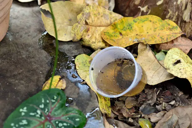 Photo of abandoned cup in a vase with stagnant water inside. close view. mosquitoes in potential breeding sites.proliferation of epidemic aedes aegypti, dengue, chikungunya, zika virus, malaria mosquitoes.