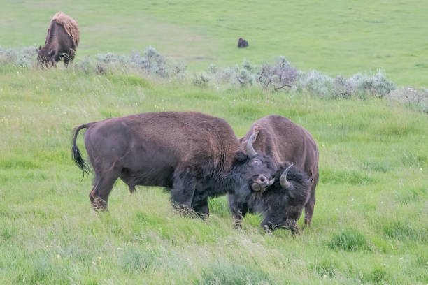istock Bison or buffalo fighting during rutting season 1368856703