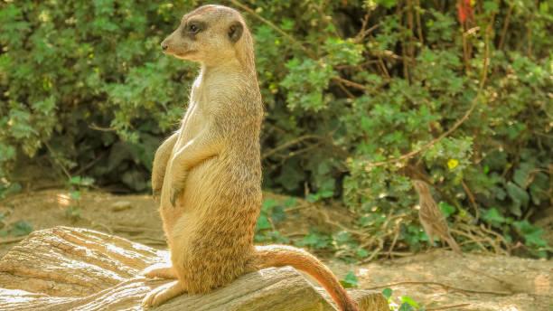 istock Meerkat or suricate close up 1368857391