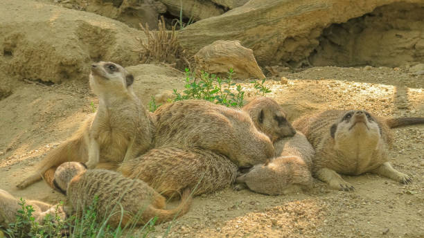 istock Mob of Meerkata sleeping 1368857392