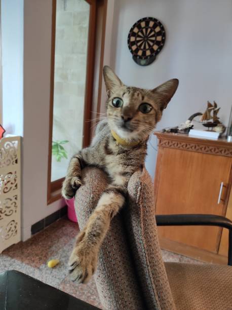 istock Cat lying down on top of a chair 1368858394