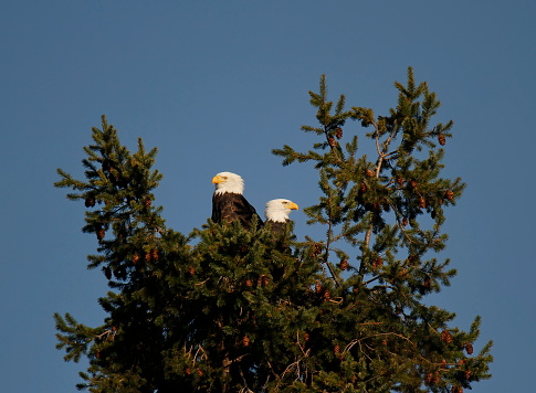 Two adult Bald Eagles (Haliaeetus leucocephalus) sitting on a nest at the top of an evergreen pine tree at George C. Reifel Migratory Bird Sanctuary in Ladner, BC, Canada.