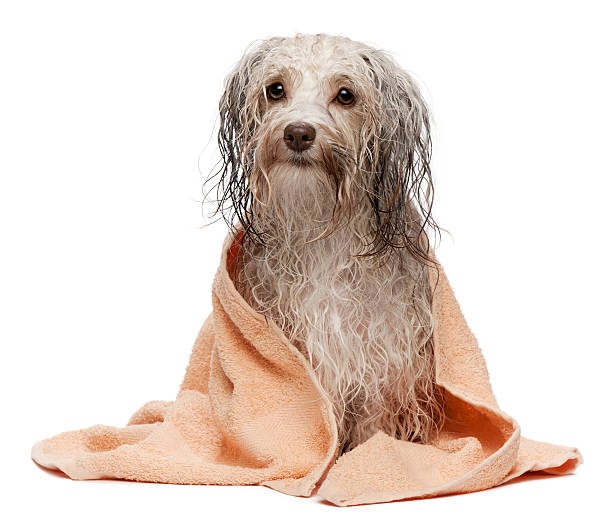istock Wet chocolate havanese dog afer bath with a towel 136885937