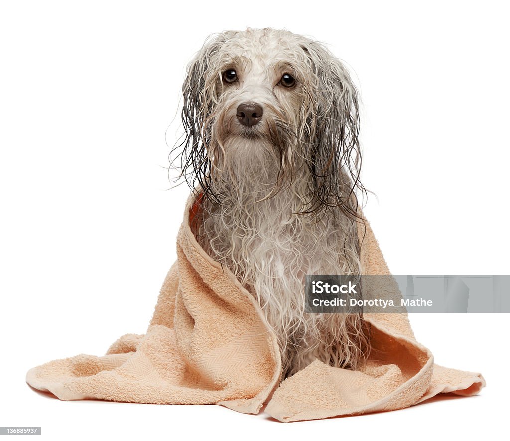 Wet chocolate havanese dog afer bath with a towel A wet chocolate havanese dog after the bath with a peach towel isolated on white background Animal Stock Photo