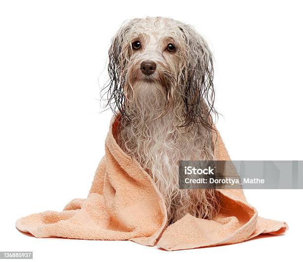 Wet Chocolate Havanese Dog Afer Bath With A Towel Stock Photo - Download Image Now - Animal, Animal Hair, Bichon