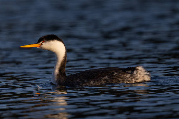 istock Clark’s grebe in beautiful light, seen in a North California marsh 1368859371