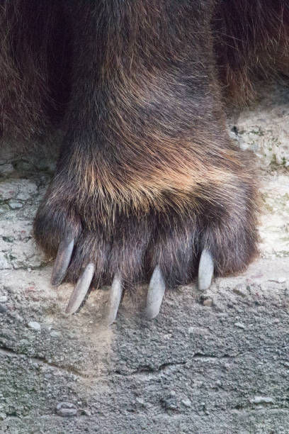 istock Close up of a bears' paw with big claws. 1368860372
