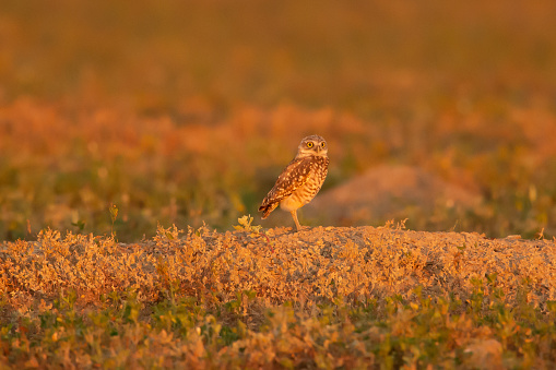 Burrowing owl ,standing on it's burrow profile but looking at camera