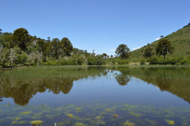 istock Los Patos Lagoon, Icalma 1368864316