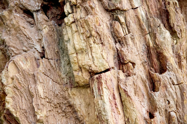 istock Old fossil wood stone texture of tropical tree with natural patterns on  background 1368865008