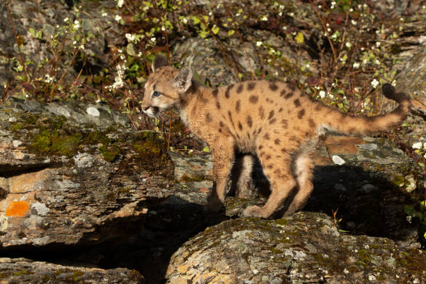 istock Mountain Lion Cub or Kitten 1368865395