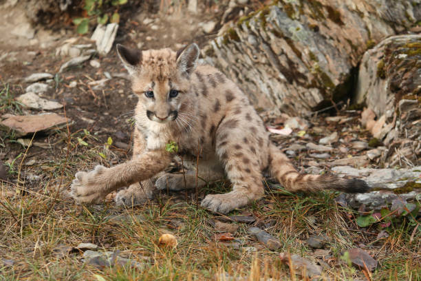istock Mountain Lion Cub or Kitten 1368866053