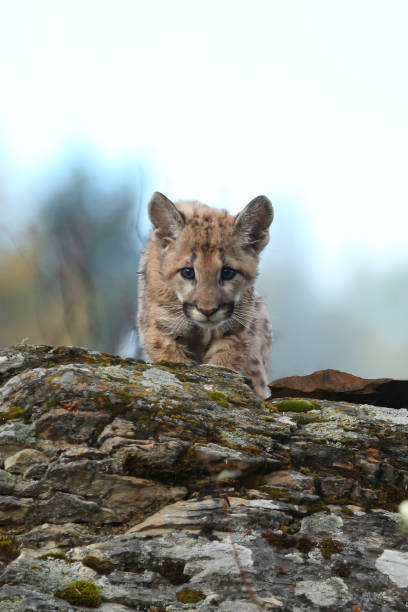 istock Mountain Lion Cub or Kitten 1368866058