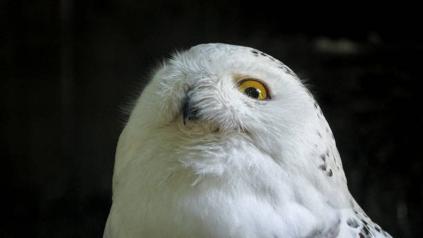 istock Snowy owl close up 1368868227