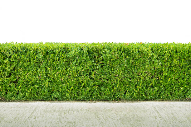 istock Natural green hedge bush on white background. Objects with Clipping Paths. 1368868922