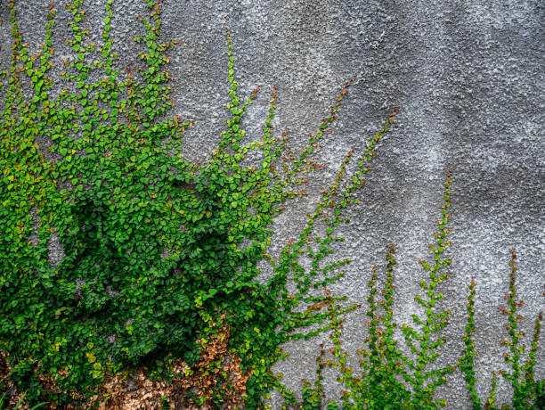 istock rough walls overgrown with vines 1368873255