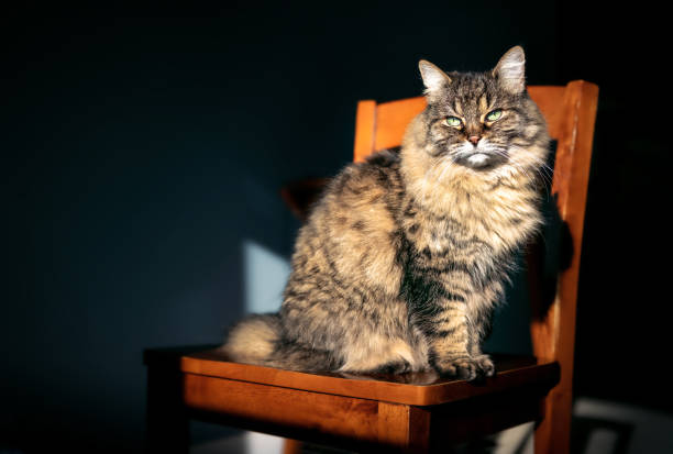 istock Senior cat enjoying morning sunshine, while sitting on a chair inside. 1368873853