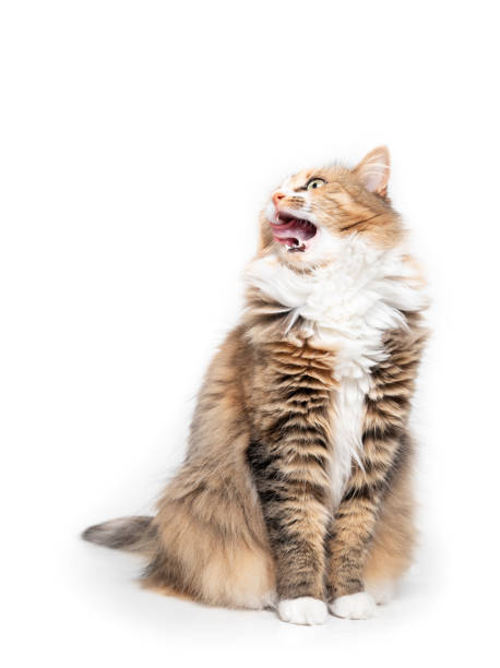 istock Cat licking lips while waiting for food. 1368879490