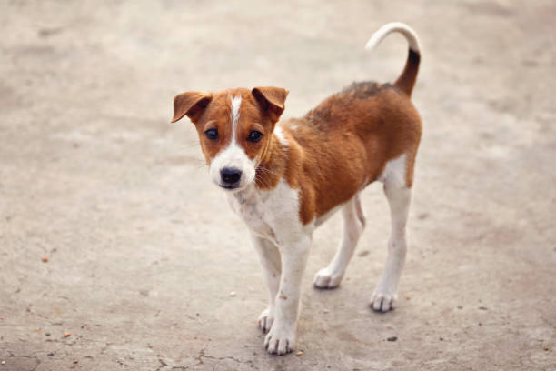 istock Indian street dog posing to camera 1368881614