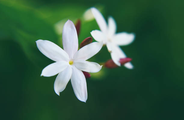 istock Jasmine (Jasminum azoricum) flower in garden 1368881622